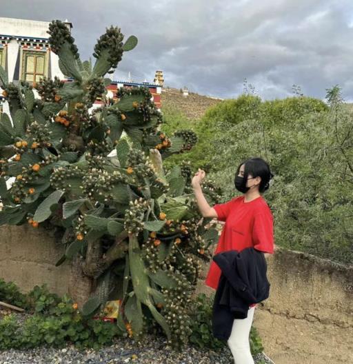 5種「殺菌花」，吸毒氣，殺病菌，客廳養一盆，全家不生病！