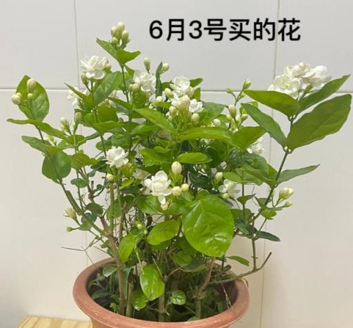 【養護挑戰】「買花一時爽，養花火葬場」：這3種花，你敢挑戰嗎？