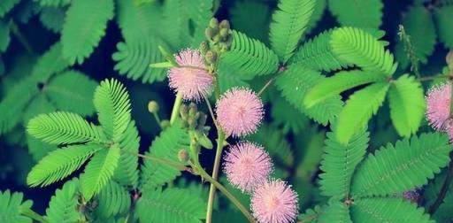 家裡不能亂養花，這5種花稱為「散財花」，勤快也難致富，難理解