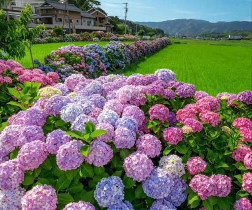 100種花不用買，剪根枝子插土裡就能活，養花不用再花冤枉錢