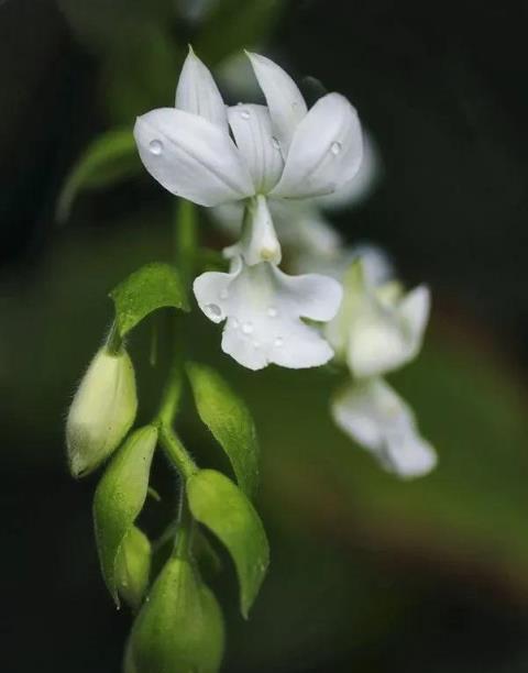 50張庭院花卉彙總，你們家趕快種起來