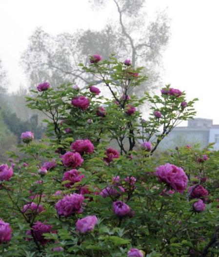 養一百盆花，不如養盆它！世界公認的「富貴之花」，活的傳家寶！