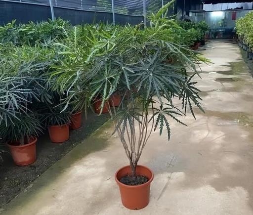 適合居家種植的6種綠植，每一種都是顏值擔當，你喜歡哪種？