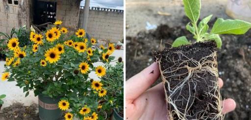 100種花不用買，剪根枝子插土裡就能活，養花不用再花冤枉錢