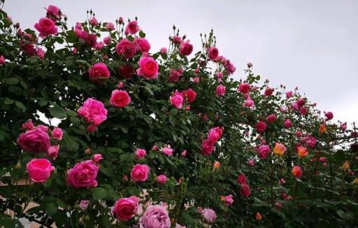 院子裡養棵大紅花，開花一茬接一茬，輕鬆開出一片花海