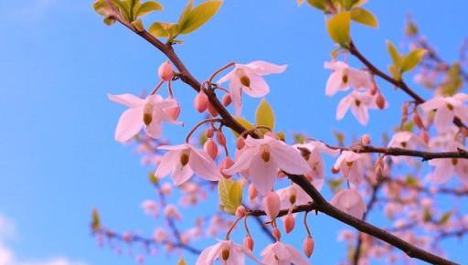 八種罕見美麗庭園樹木，稀有品種選購與種植指南