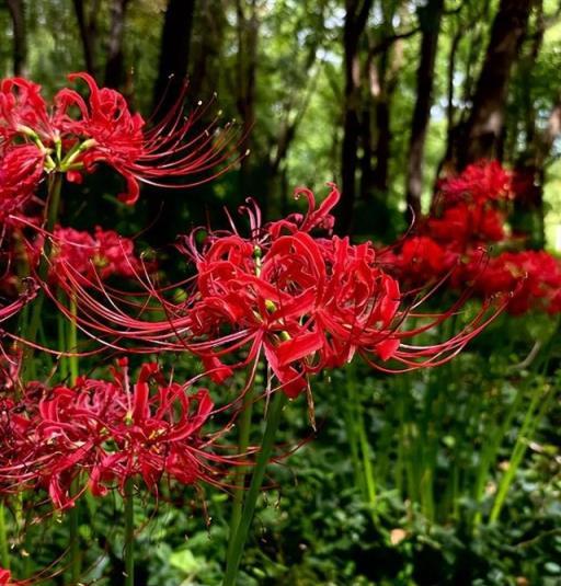 3種「招鬼花」，養著會「倒黴」，不是迷信，是過來人的經驗！