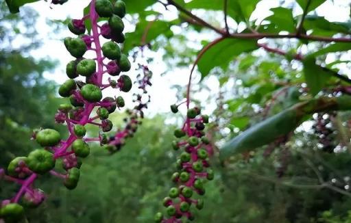 農村出鏡率極高的6種「劇毒植物」，別隨意採摘食用，認識不吃虧