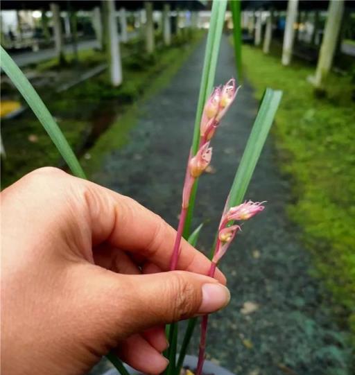 春節期間居家想看蘭花，聞蘭香，買什麼品種好？很多人都做錯了