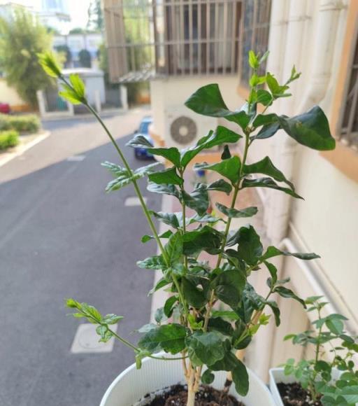 冬天養茉莉花，有「一點」非常關鍵，來年開滿枝，香氣飄飄很茂盛