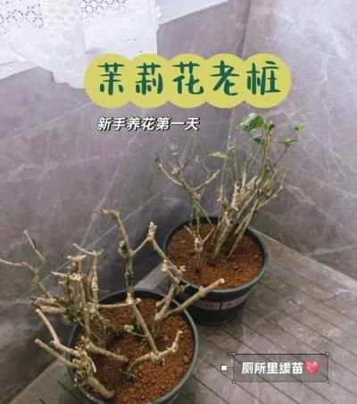 9種花「養小」不養老，家有「老樁」早處理，勸你要捨得