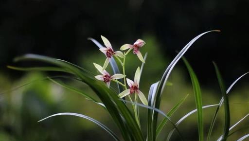 養蘭花，選對品種很重要，這6種便宜又好養