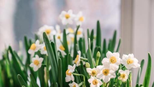 水仙花養護祕籍：如何在家中種植和養護水仙花，分享經驗和技巧