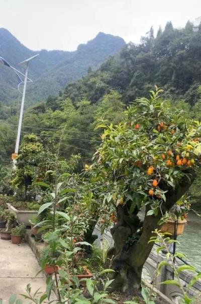 分享3種招財鎮宅的漂亮花，能活幾十年，養成傳家寶