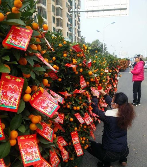 10大年宵花卉排行榜，喜慶又吉祥，春節年宵花你家安排了嗎？