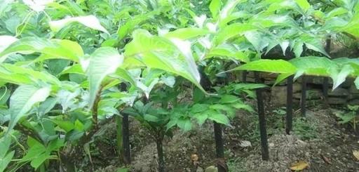 農村出鏡率極高的6種「劇毒植物」，別隨意採摘食用，認識不吃虧