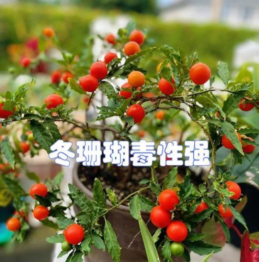 春節前，家有6類花，最好都「扔掉」，不是迷信，是經驗