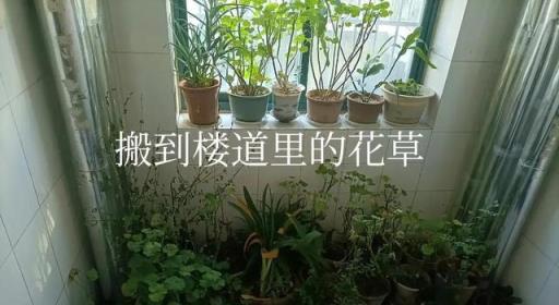 鄰居佔用走廊養花，影響到出行還有安全隱患，該怎麼辦？