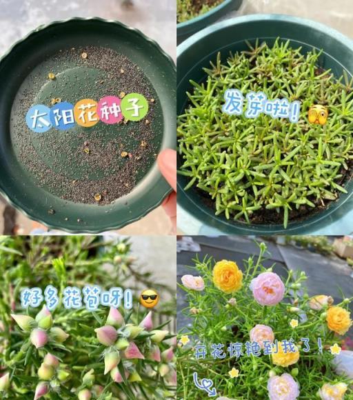 9種花「養小」不養老，家有「老樁」早處理，勸你要捨得