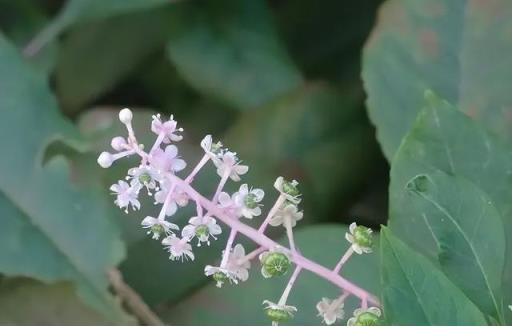 農村出鏡率極高的6種「劇毒植物」，別隨意採摘食用，認識不吃虧