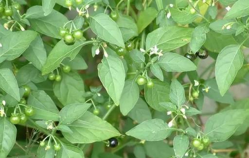 農村出鏡率極高的6種「劇毒植物」，別隨意採摘食用，認識不吃虧