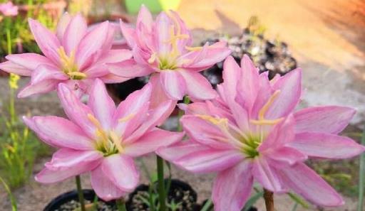 陽臺、露臺、花園養花養「3種」，花朵多不怕冷，漂亮皮實好養活