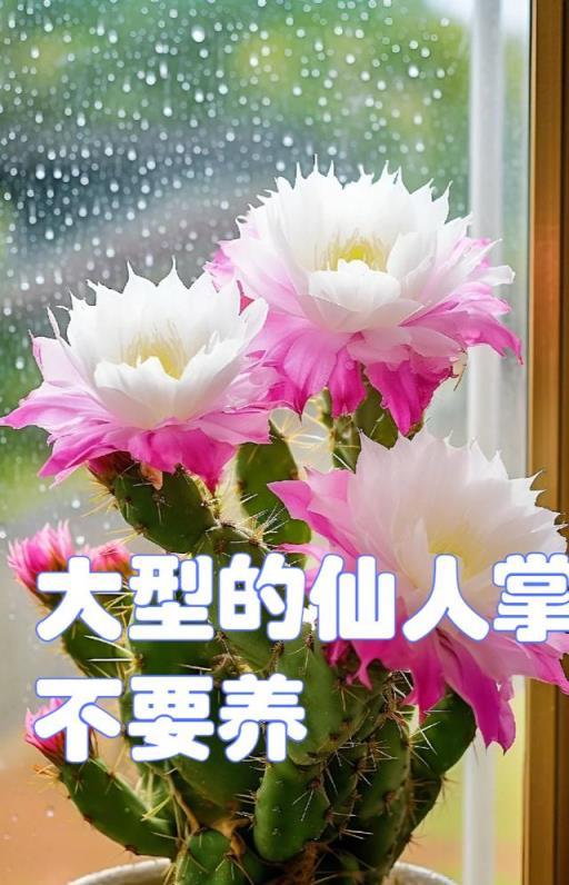 春節前，家有6類花，最好都「扔掉」，不是迷信，是經驗