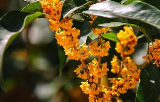 「愛花惜花人人好，亂送花草福氣跑」，你知道哪些花不能送人嗎？