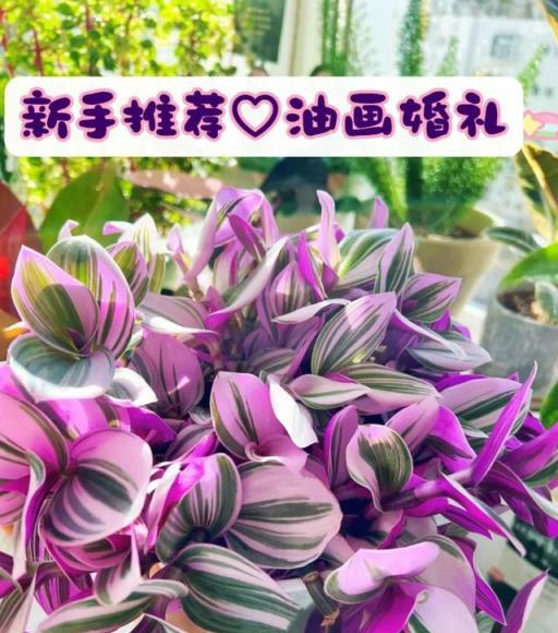 9種花「養小」不養老，家有「老樁」早處理，勸你要捨得