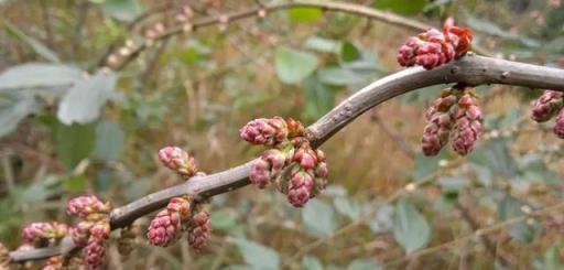 農村出鏡率極高的6種「劇毒植物」，別隨意採摘食用，認識不吃虧