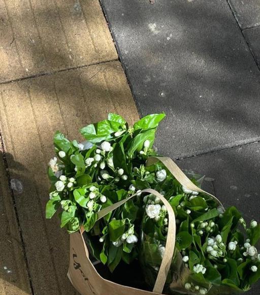 冬天養茉莉花，有「一點」非常關鍵，來年開滿枝，香氣飄飄很茂盛