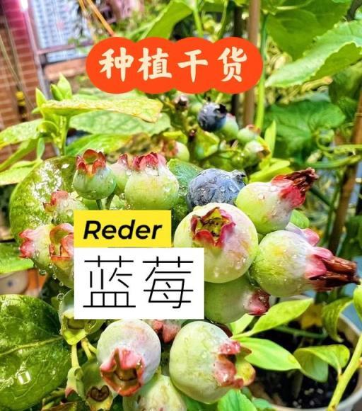 深圳一太太，在5㎡陽臺上種菜，太治癒，網友都「羨慕哭了」