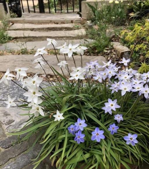 陽臺、露臺、花園養花養「3種」，花朵多不怕冷，漂亮皮實好養活