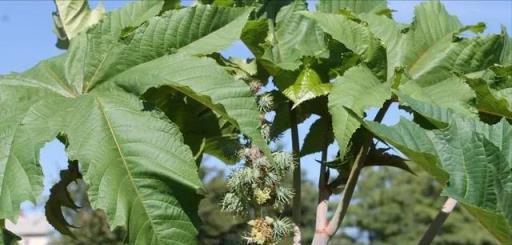 農村出鏡率極高的6種「劇毒植物」，別隨意採摘食用，認識不吃虧