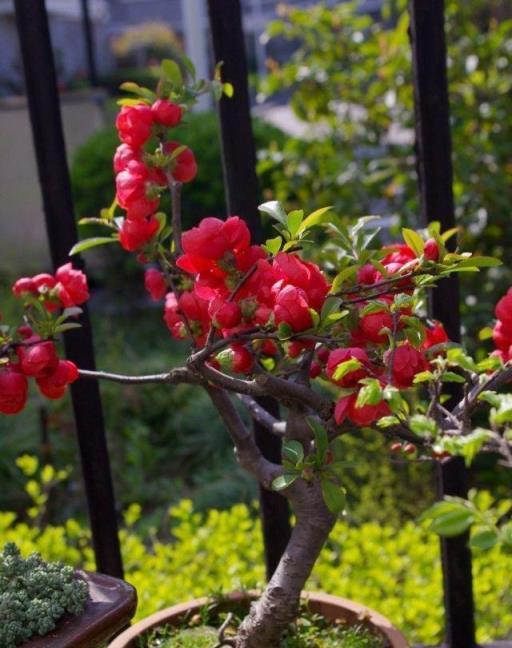 逛花市，留心「這3種花」，適合撿漏，老花匠都會買一些