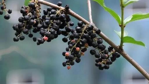 農村出鏡率極高的6種「劇毒植物」，別隨意採摘食用，認識不吃虧