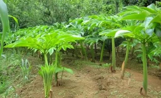 農村出鏡率極高的6種「劇毒植物」，別隨意採摘食用，認識不吃虧