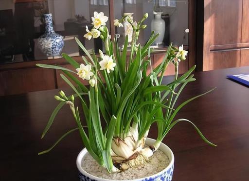 水仙花養護祕籍：如何在家中種植和養護水仙花，分享經驗和技巧