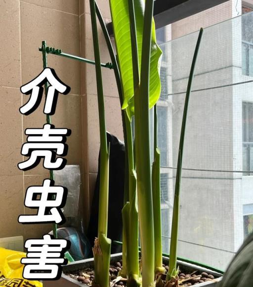 春節前，家有6類花，最好都「扔掉」，不是迷信，是經驗