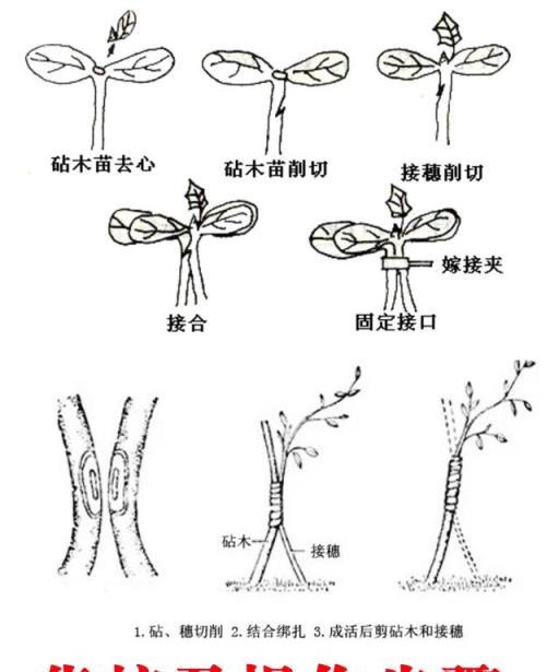 瓜果蔬菜如何嫁接？如何提高嫁接成活率？嫁接前後需要怎樣管理？