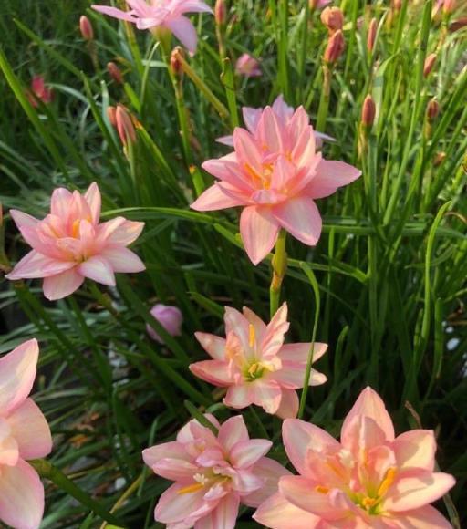 陽臺、露臺、花園養花養「3種」，花朵多不怕冷，漂亮皮實好養活