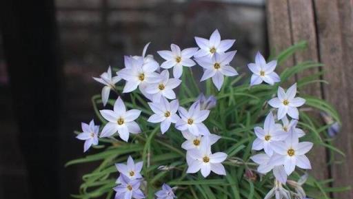 陽臺、露臺、花園養花養「3種」，花朵多不怕冷，漂亮皮實好養活