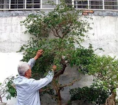 花圃老人：這5種花，冬天「舍」春天「得」，越不剪明年長得越慢