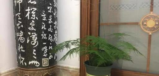 「除菌花」家裡多放兩盆，少生病，更健康