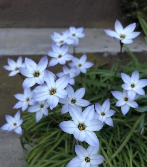 陽臺、露臺、花園養花養「3種」，花朵多不怕冷，漂亮皮實好養活