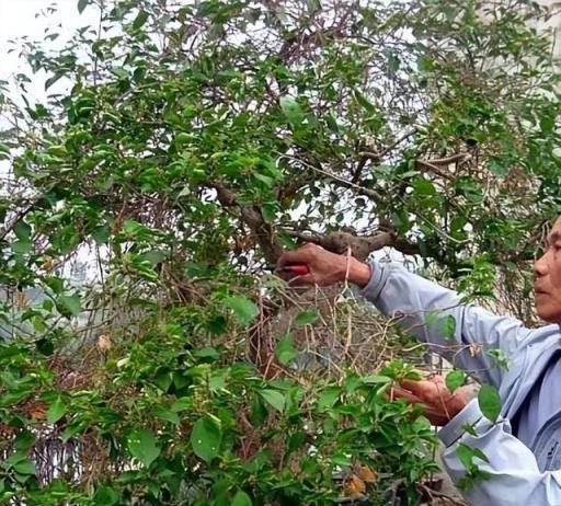 花圃老人：這5種花，冬天「舍」春天「得」，越不剪明年長得越慢