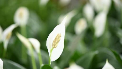 「愛花惜花人人好，亂送花草福氣跑」，你知道哪些花不能送人嗎？