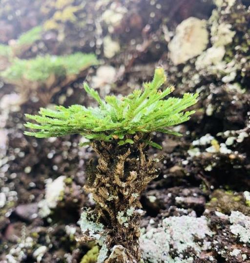 外出踏青，看到2種「野草」，別嫌棄，可以帶回家，用處大