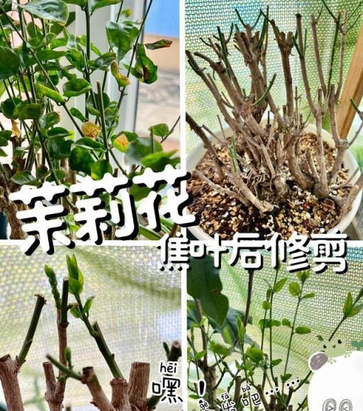 冬天溫度低，10種花草要「剃頭」，剃得越「狠」，春天長勢越好