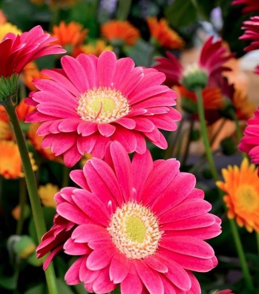 Gerbera（非洲菊）